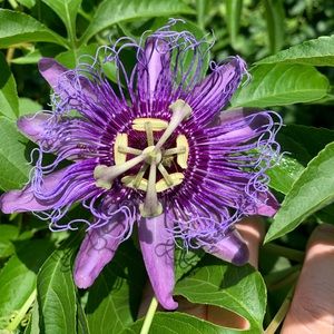 Meet your Posher, Dawn